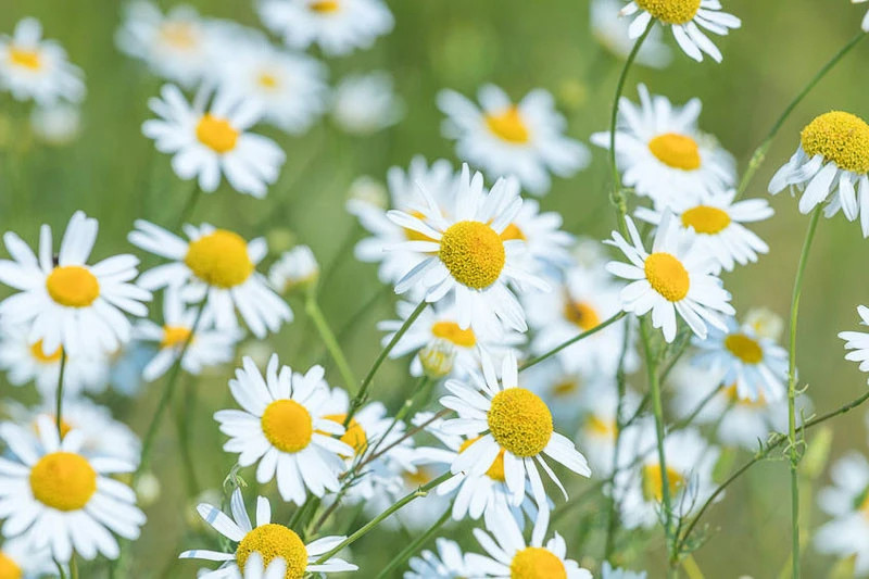 Matricaria Recutita 1000+ Seeds – German Chamomile – Pollinator-Friendly / Tea