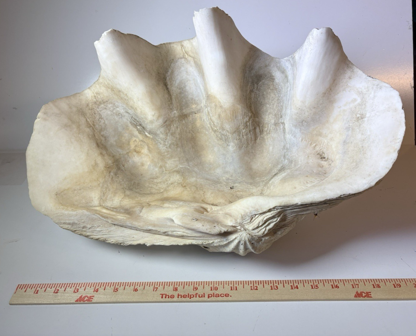 NATURAL GIANT CLAM SHELL TRIDACNA GIGAS 20x12x7\ NATURAL GIANT CLAM SHELL TRIDACNA GIGAS 20x12x7\
