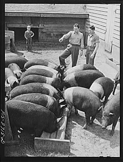 Photo:Ames Iowa Hog Feeding Farm Gene Francis 1940s Pigs Feed Rations