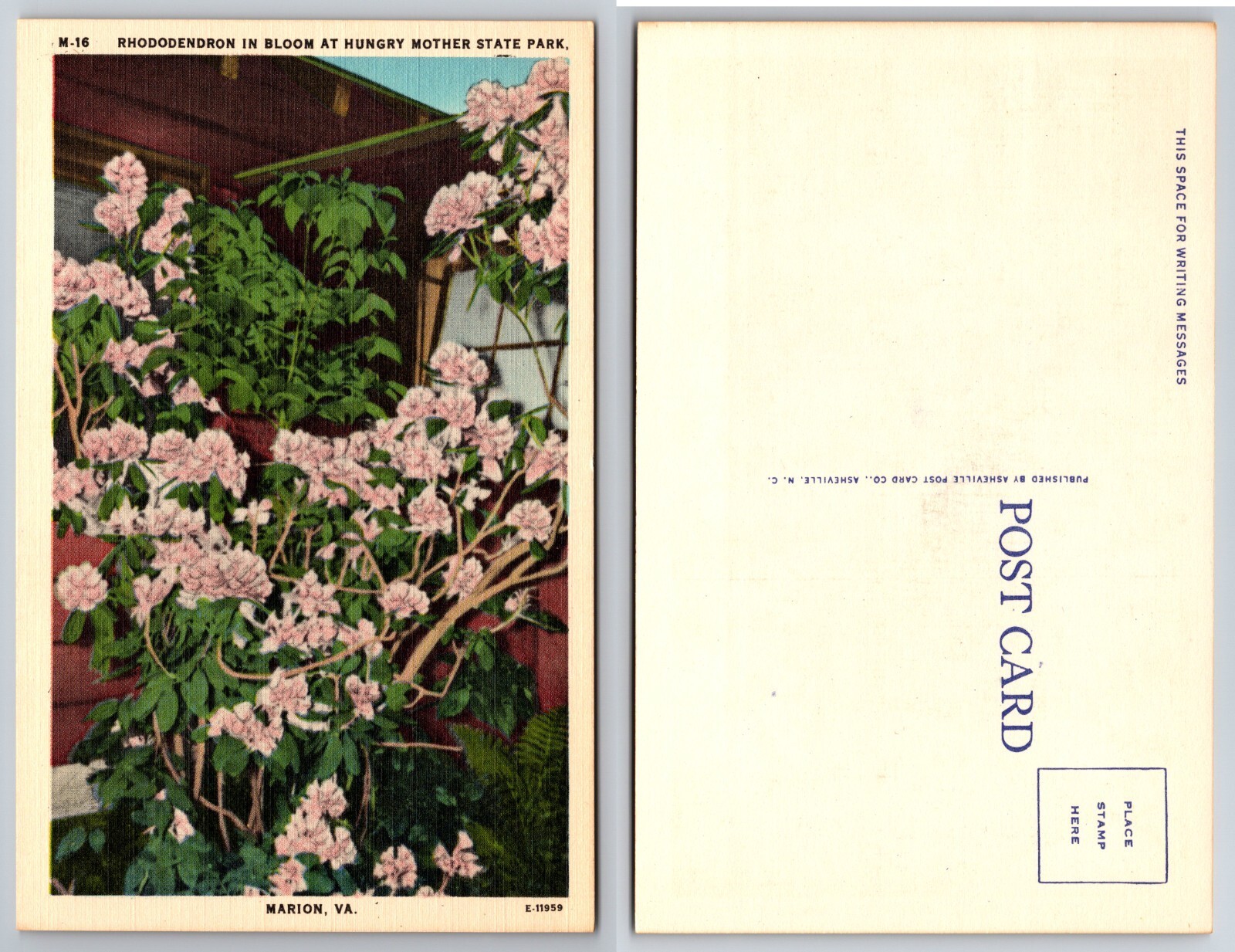 Rhododendron Bloom Hungry Mother State Park Marion Virginia VA Postcard