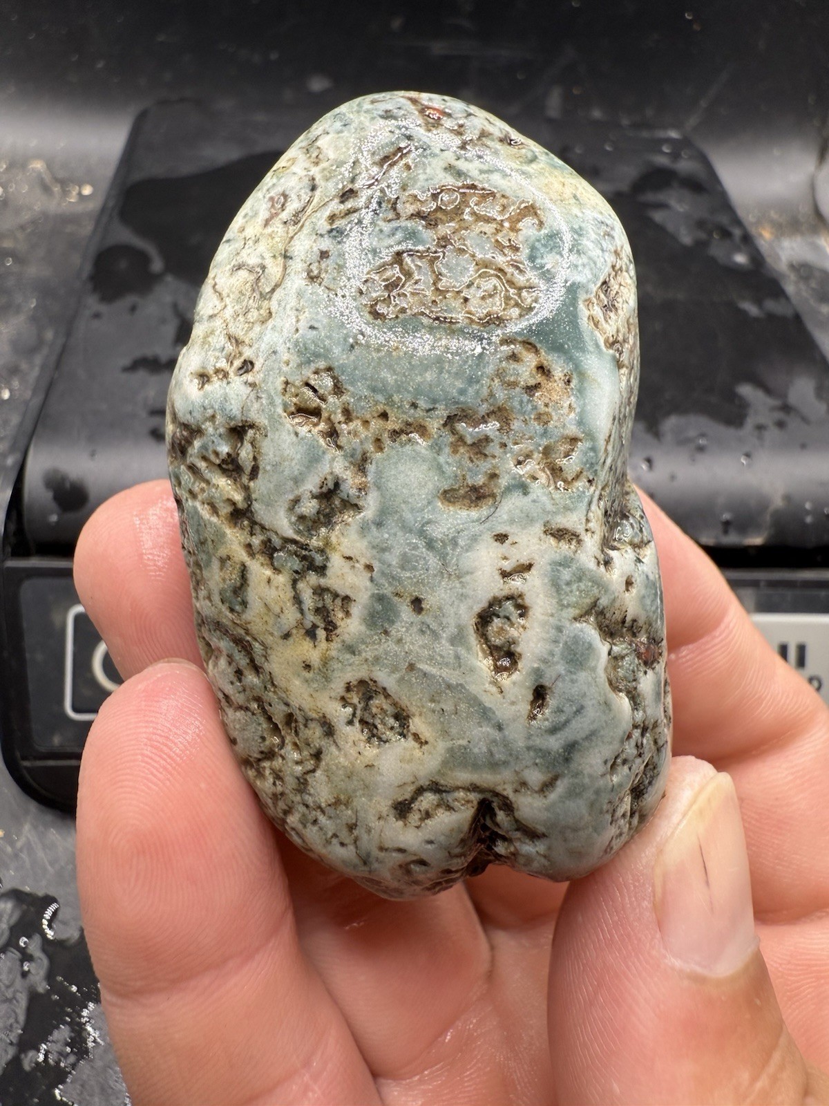 Rough Large Wyoming Platte River Whole Blue Tree Agate 610 Carats