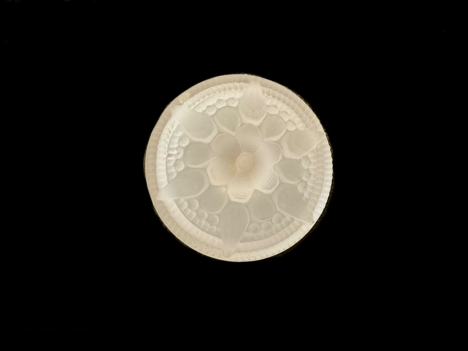 32mm Czech Glass Star Center White Button With Metal Shank