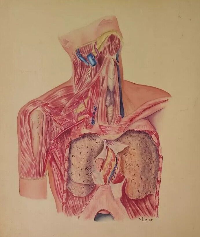 Handpainted ANATOMY STUDY SIGNED AND DATED 1960, Original A&P Art 24\