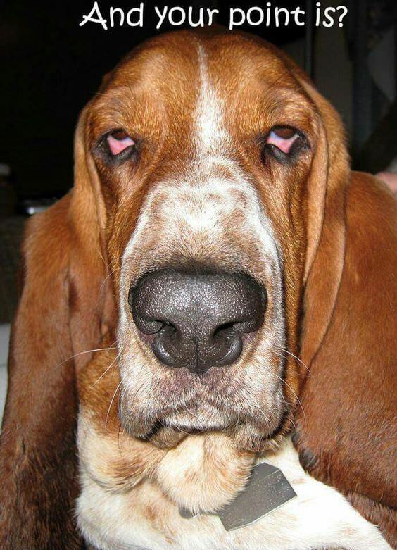 Funny Basset Hound  refrigerator magnet 3 1/2x 4 1/2 \