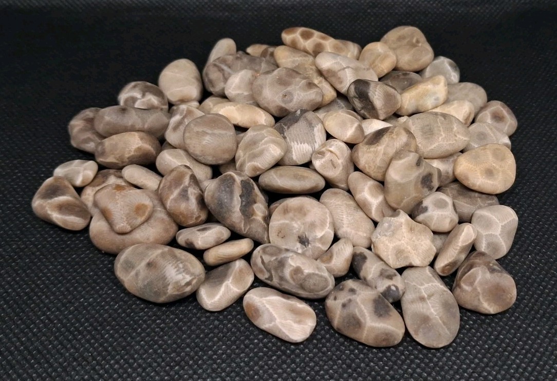 High-Pattern Small Petoskey Stones Unpolished Lake Michigan Fossil Coral Lot