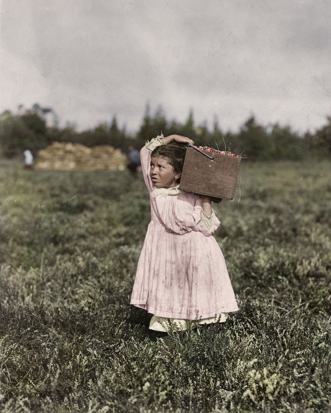 1910 CRANBERRY PICKER in Pemberton NJ Child Labor PHOTO  (210-J)