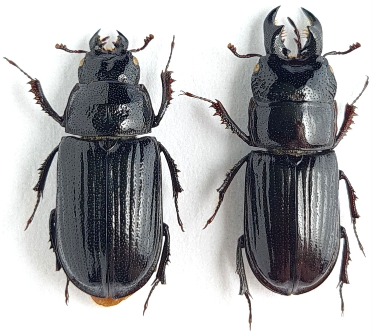Lucanidae Ceruchus chrysomelinus C Russia