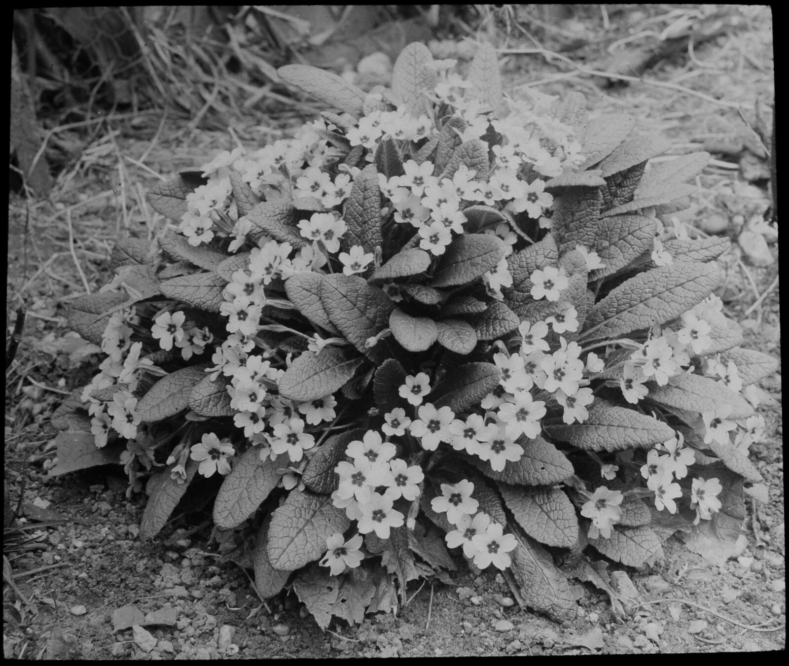 PRIMROSES C1910 ANTIQUE Magic Lantern Slide PHOTOGRAPH FLOWER STUDY