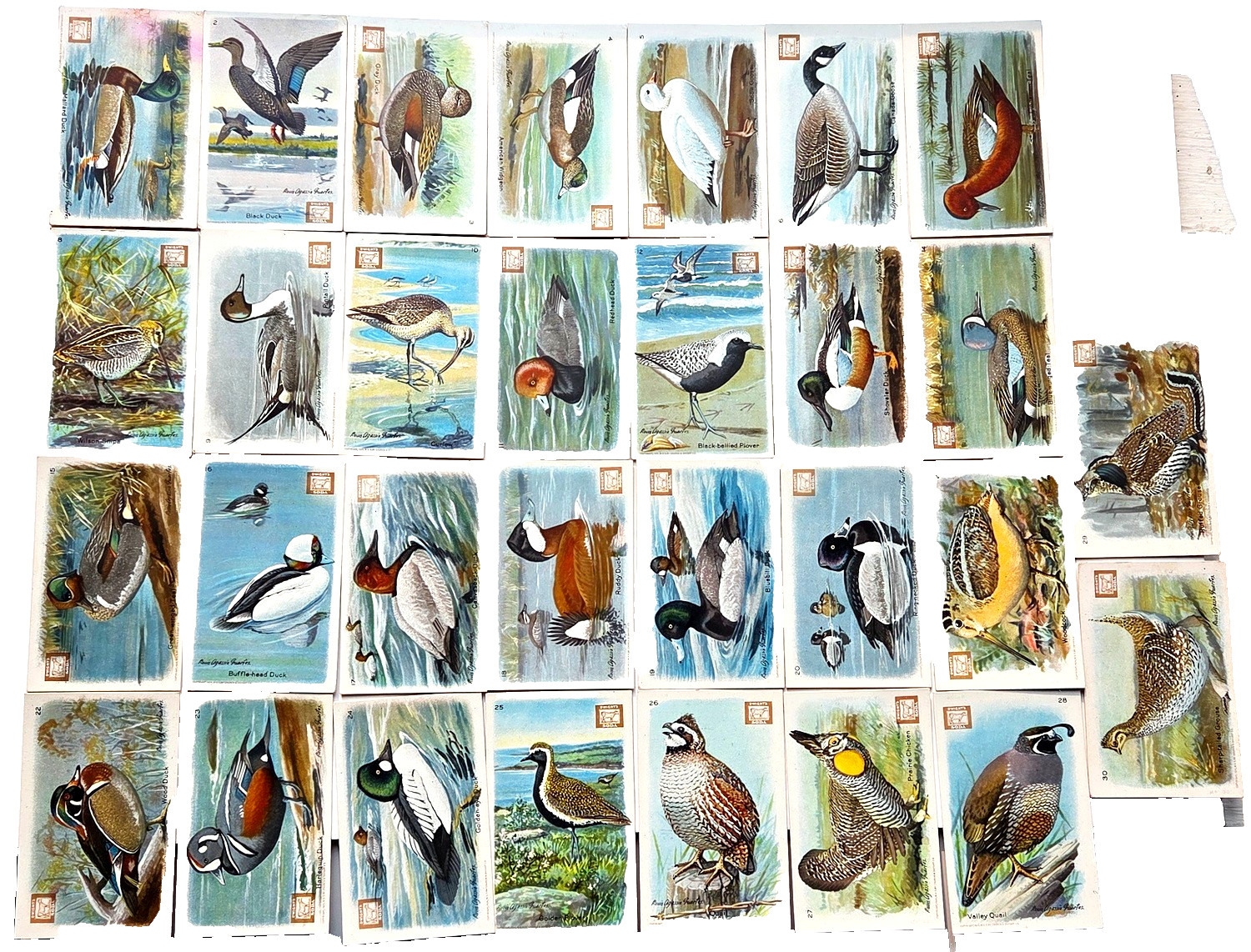 1924 J8, 4th Series Useful Birds of America tough Dwight's Soda Logo Variety SET
