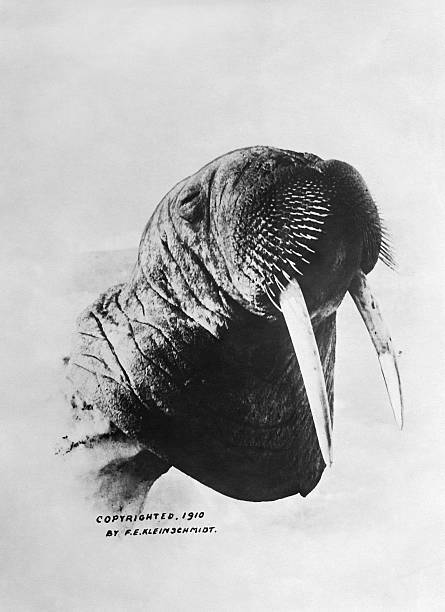 Showing head of a walrus probably 1910 OLD PHOTO Showing head of a walrus probably 1910 OLD PHOTO