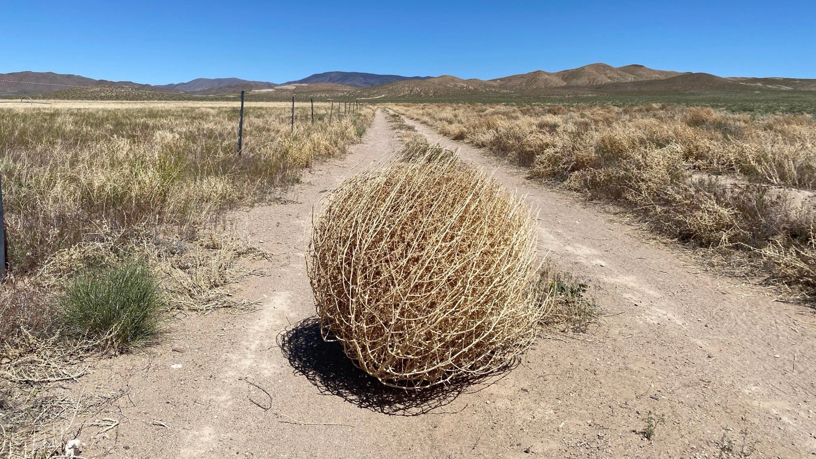 Genuine Wyoming Tumbleweed For Decor, Art, Photography, Etc. Genuine Wyoming Tumbleweed For Decor, Art, Photography, Etc.
