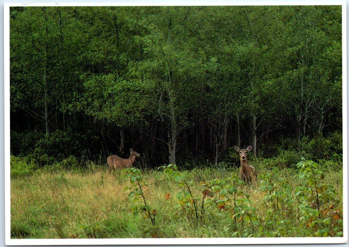 Postcard - White Tailed Deer In Maine