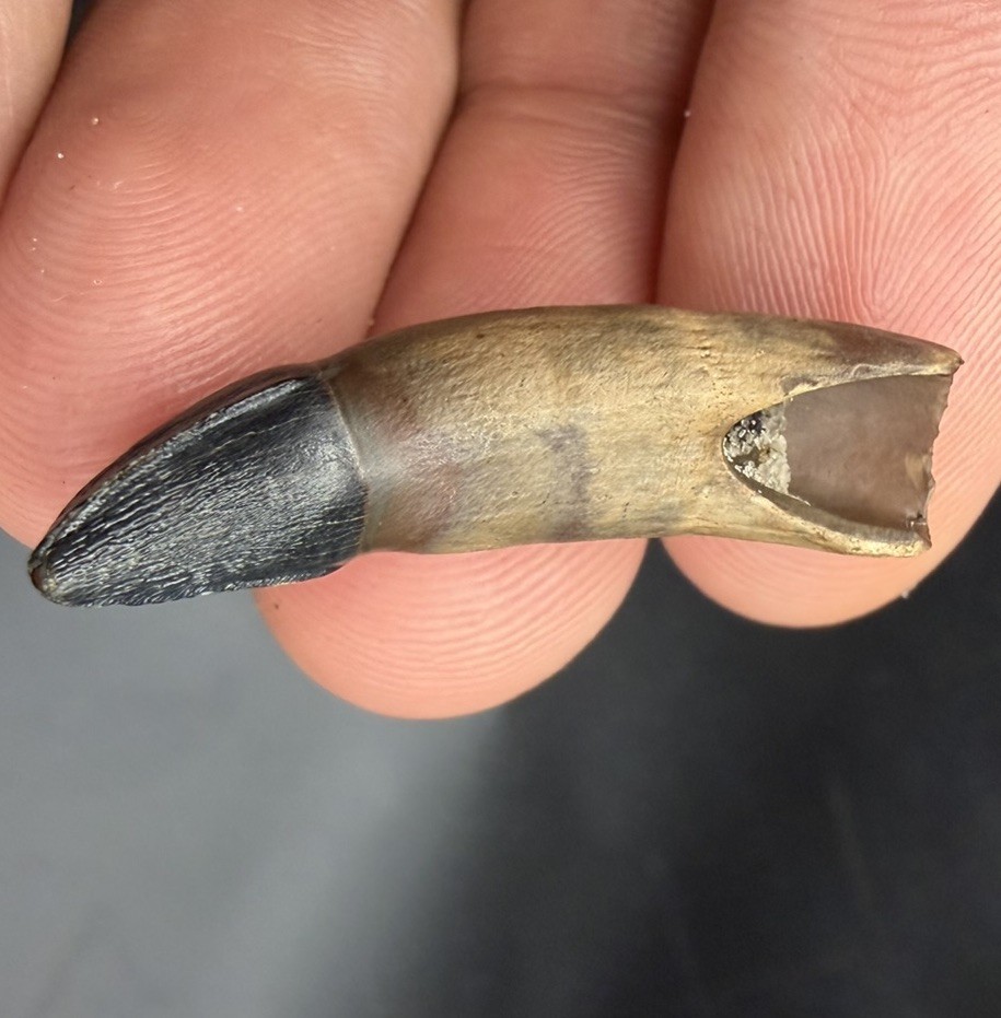 Rare Fossil Ice Age Mammal Incisor Tooth Santa Fe River Florida Pleistocene Rare Fossil Ice Age Mammal Incisor Tooth Santa Fe River Florida Pleistocene