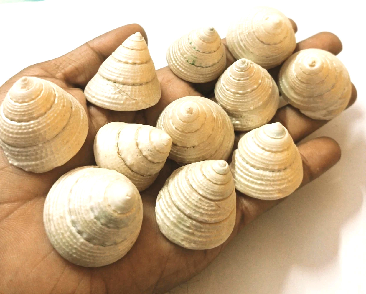2 Auspicious Moti Shankh Goddess Laxmi Shell Pearl Conch Money Wealth Diwali