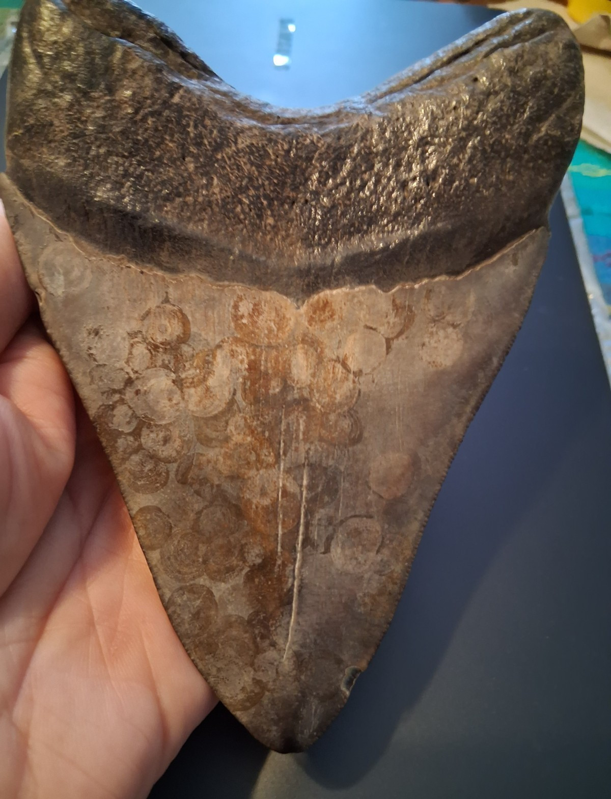 XL Megalodon Shark Tooth 5.32” Georgia Fossil - NO Restorations