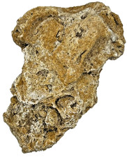 Medium Unidentified Fossil Specimen | RARE 3D Soft-Body Geometry | SEE VIDEO picture