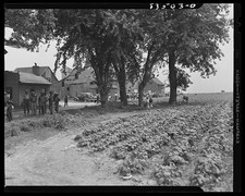 Photo:Bridgeton New Jersey 1942 Seabrook Farms bean fields old farm scene picture