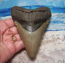 MEGALODON Shark Tooth 4 1/2
