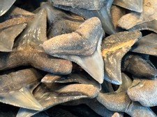 Lot of 10 A Grade Fossilized Bull Shark Teeth from SouthWest Florida picture