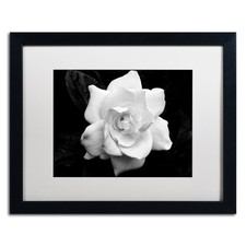 Trademark Fine Art Gardenia Black White Kurt Shaffer 16x20 White Matte Silver picture