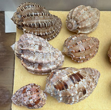 Vintage Harpa Harp Shell Collection 10 Seashells Original ID Labels Harpidae picture
