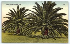 Vintage Postcard Sago Palms Miami Florida picture