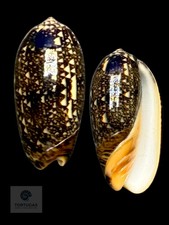 Oliva reticulata 33.01mm F++ Indonesia picture