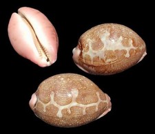 Mappa Cyprea Shells measuring 2 1/2 to 3
