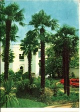Postcard Crimea Palm Grove Red Banner Chervony Prapor  Rest-Home USSR picture