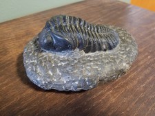 Fossil Trilobite Drotops Megalomanicus Prepared with Original Matrix 4.5 Inches picture