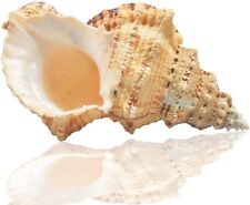 Jangostor Large Natural Sea Shells, Huge Ocean Conch 7-8 inches Jumbo Seashells picture