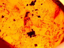 Super RARE Termite Caught in Spider Webbing in Burmite Amber Fossil Dinosaur Age picture