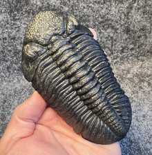 Drotops megalomanicus Trilobite Fossil – Fully Freed from Matrix ✅ picture