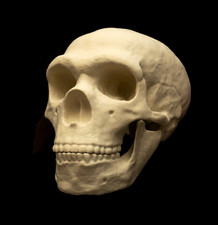 Neanderthal Skull Lifesize Replica – Human Ancestor – Fossil Human Skull picture