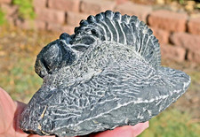 Trilobite Fossil, Drotops,  5.3 inches, from Morocco #3 picture