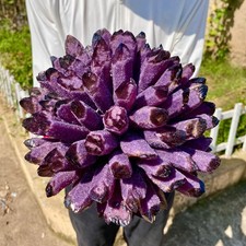 9.2LB New find purple phantom quartz crystal cluster mineral sample picture