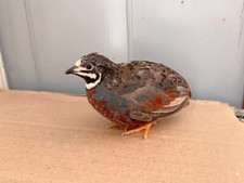 16 Button Quail  Hatching Eggs NPIP & AI a high fertilization rate picture