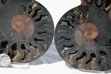 1016 RARE 1in100 BLACK Ammonite PAIR Deep Crystals 110myo FOSSIL LRG 132mm 5.3