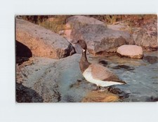 Postcard Beautiful Brant Goose Plenty More Where I Came From picture