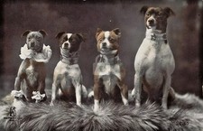 c1915 Dog Circus Troupe Performing Terriers Photo RPPC Photo Postcard COPY picture