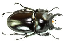COLEOPTERA, LUCANIDAE, NEOLUCANUS MAXIMUS large from THAILAND picture