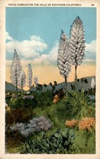Yucca Candles in Southern California, 1936 Postcard picture