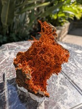 Large Crocoite Mineral Specimen. Old Stock 1978. picture
