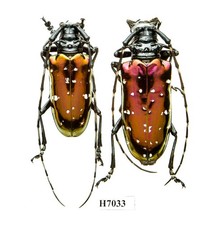 BEETLE, INSECT -H7033. Cerambycidae: Anoplophora sp.  (Pair) - VIETNAM picture