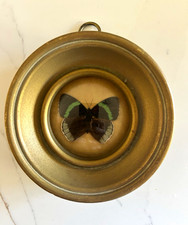 Sungott Art Studios Handmade Real Natural Butterfly Round gold frame- 4.25” foam picture