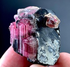 215 Carat Pink Tourmaline Crystal On Smoky Quartz Specimen From Afghanistan picture