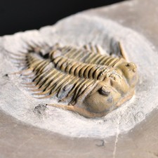 ULTRA RARE Blackwelderia from Middle Cambrian Kushan Formation, China picture