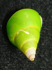 Two Papustyla Pulcherrima Land Snail Shells #2 - 40/39mm - Manus Is. Papua NG picture