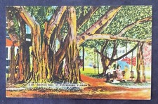 FL. BANYAN TREE, ST. PETERSBURG, Unposted Linen. C235 picture