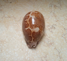 Cypraea rosea mappa WOW singularis great pattern natural glossy F++++F+++ 75.5mm picture